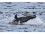 Dolphins Dolphins